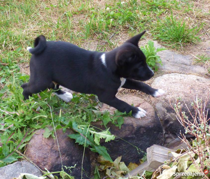 Basenji szczenięta do odbioru pod koniec czerwca Pabianice