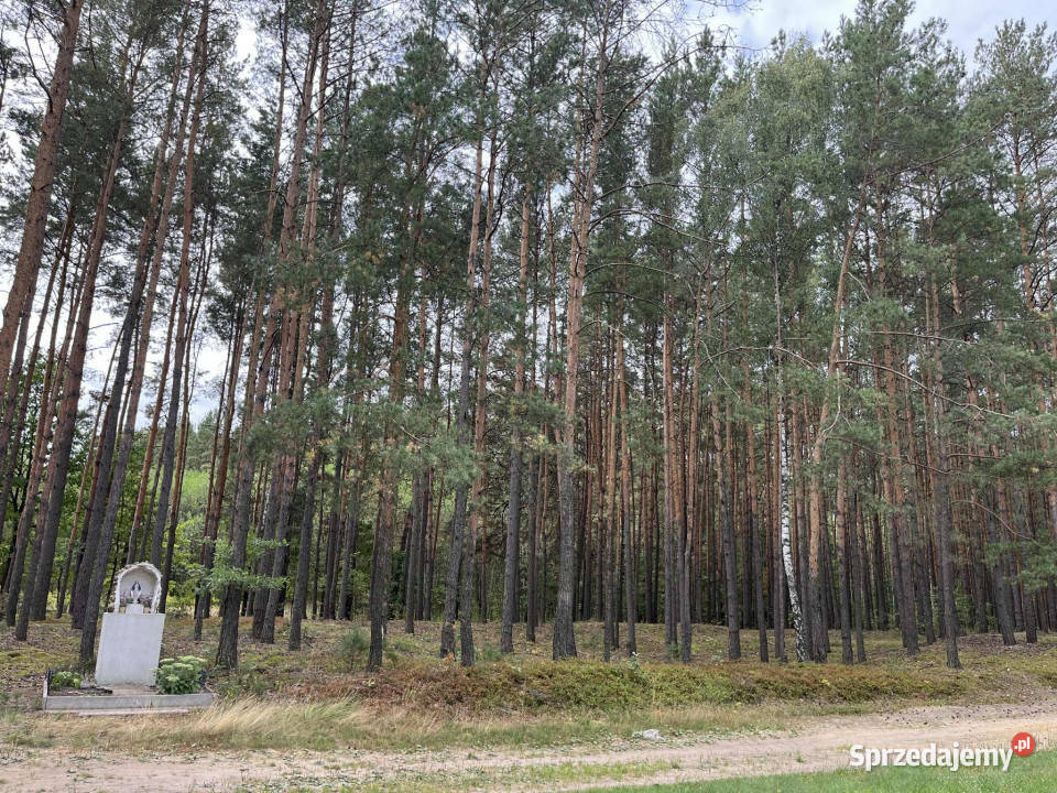 Działka siedliskowa Pustelnik