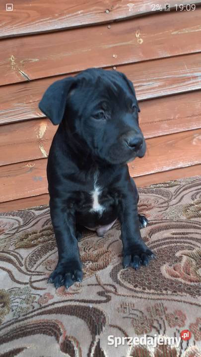 Szczeniaki PITBULL Miszewo B