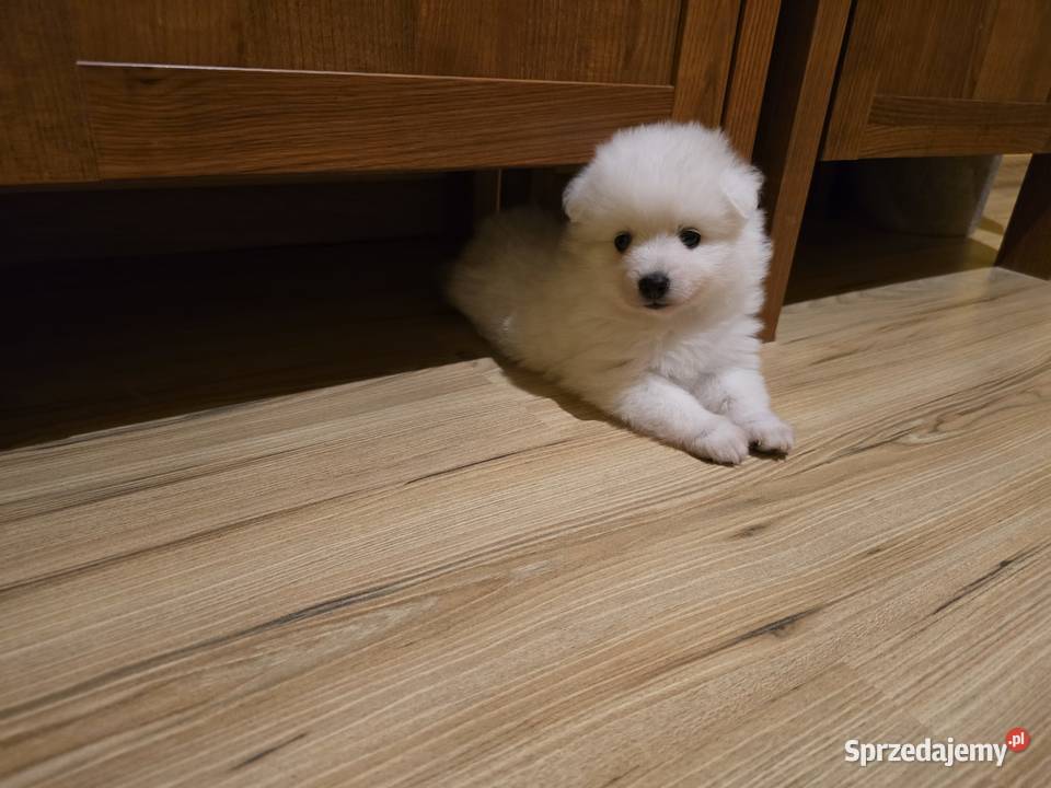 Szpic japoński zachodniopomorskie Maszewo