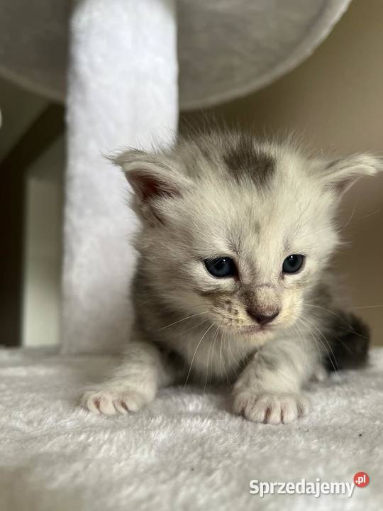 Jerry kocur Maine Coon Szembruk