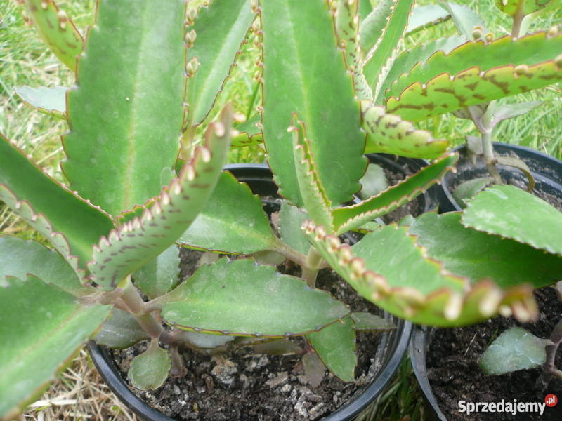 Żyworódka pierzasta lecznicza sadzonki 712