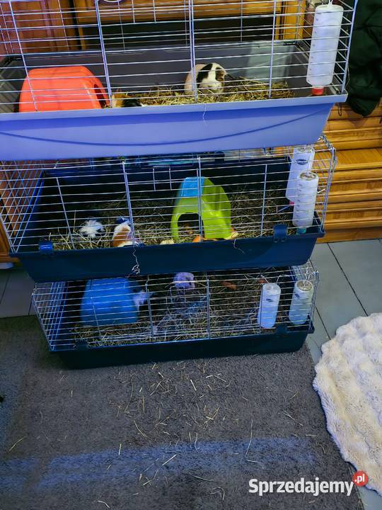 Sprzedam świnki morskie Wólka Zastawska sprzedam