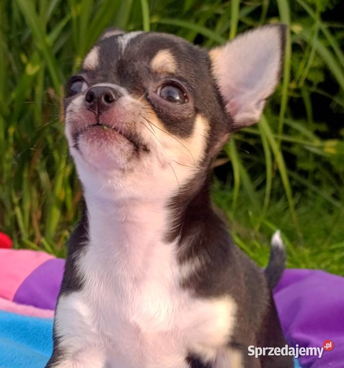 Chihuahua FCI gotowy do odbioru trikolor