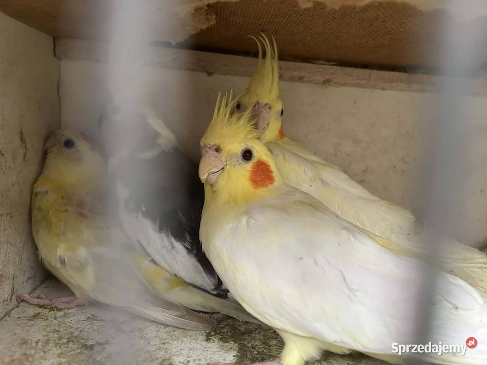 Papugi nimfy pary lęgowe I młode 25r