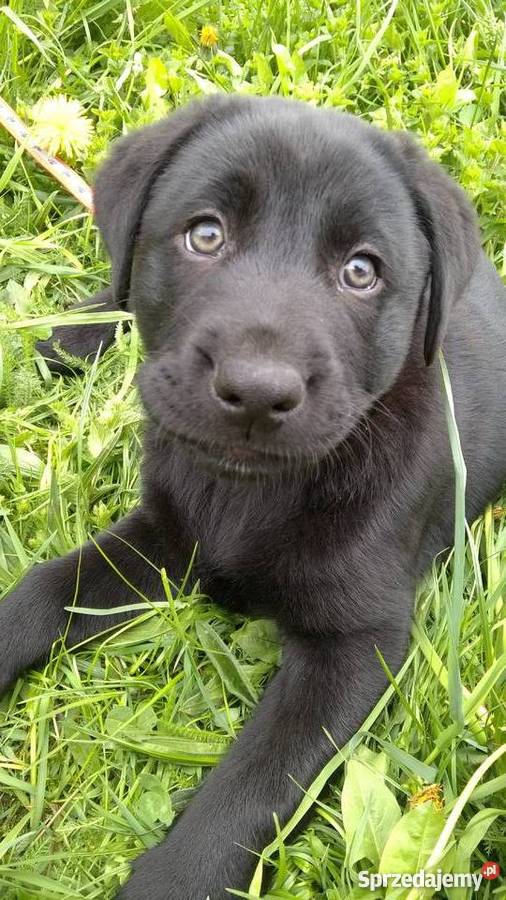 Lablador 4 miesiące czarny piesek śląskie Gliwice