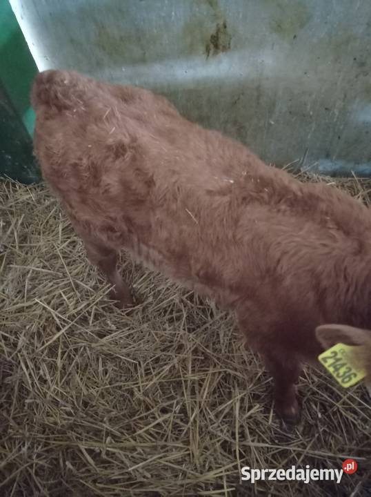 Sprzedam jałówka Szczupak