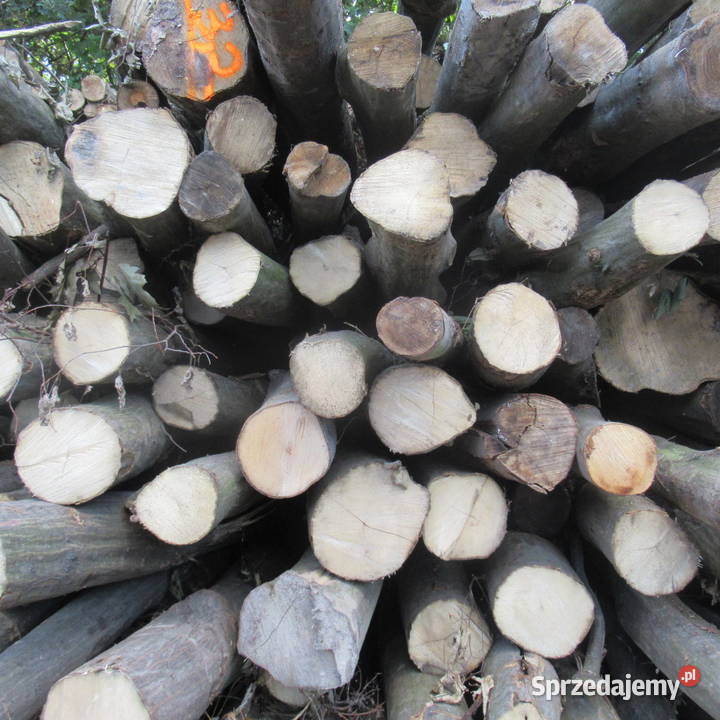 Dąb buk i grab wałkicieńszytańszy