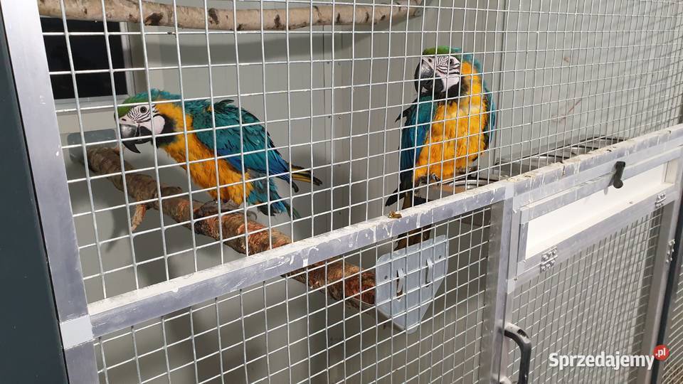 Ary ararauny Ptaki Wielichowo