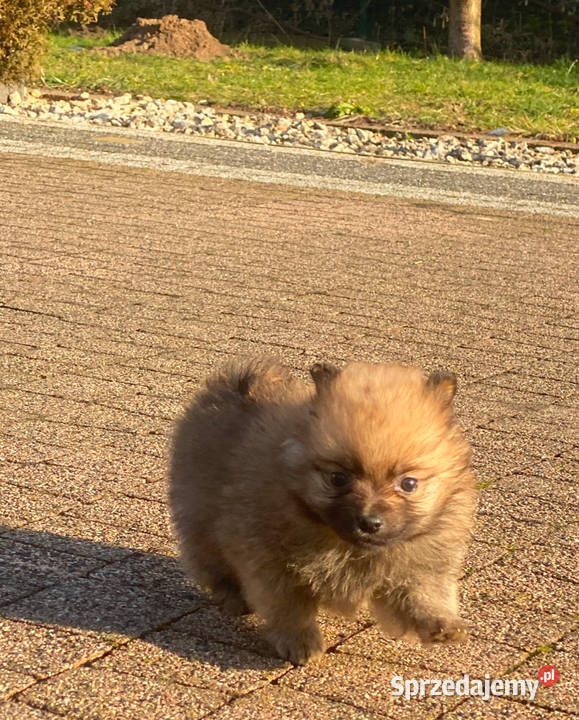 Pomeranian szpic miniaturowy