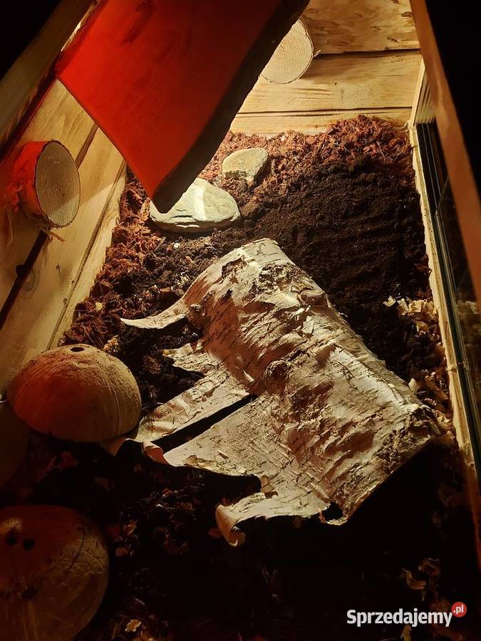 Terrarium z wybiegiem żółw grecki jeż pigmejski opolskie Opole
