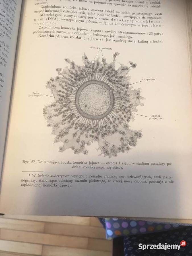 7 tomów Anatomii człowiekaunikalne wydanie Kraków