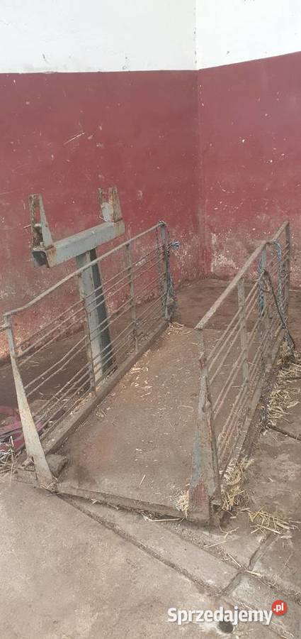 Wagi Do Zwierząt Bydło Trzoda Żarnowiec