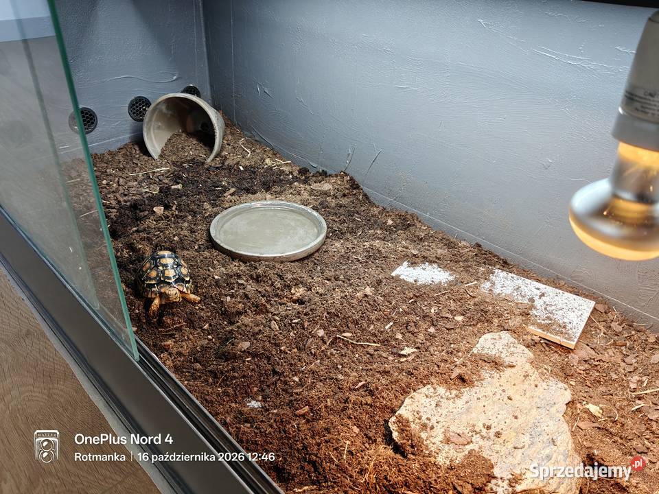 Młody żółw lamparci z terrarium wyposażenie Pruszcz Gdański