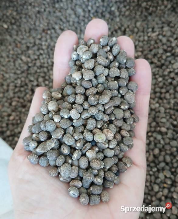 Łubin słodki i gorzki Szudziałowo