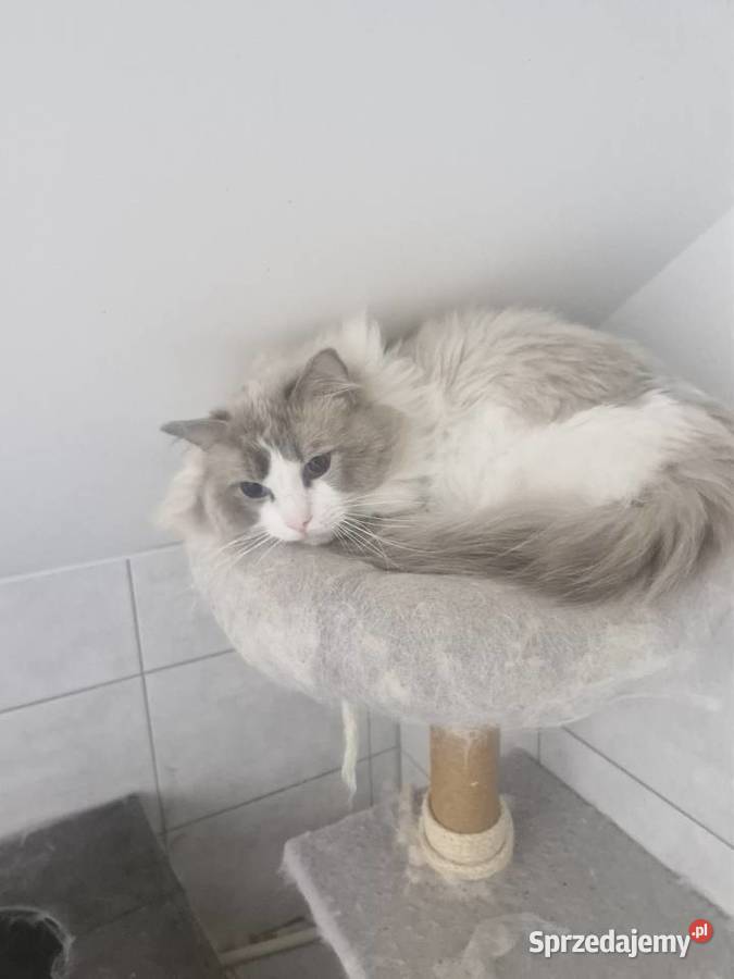 Parys Kot do Adopcji łódzkie Łódź