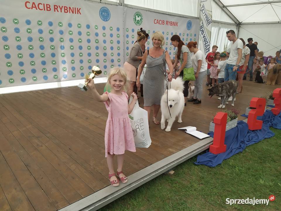 Samoyed samojed Związek Kynologiczny FCI