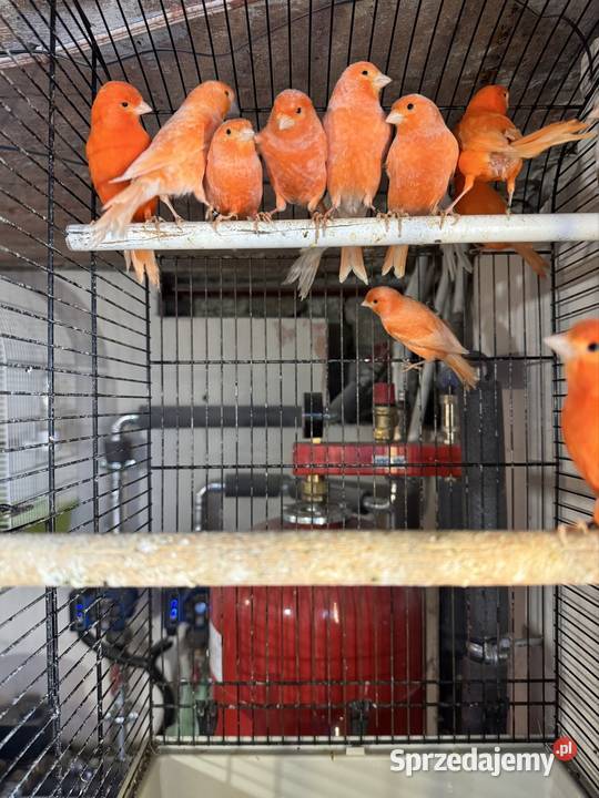 Kanarki CzerwoneOpal Mozaika małopolskie Cianowice