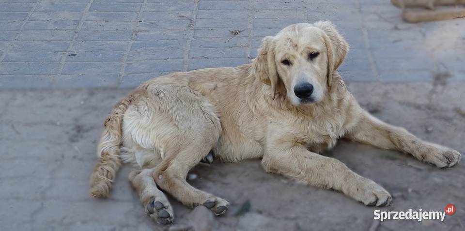 Golden retriever Golden Retriever mazowieckie Przysucha sprzedam