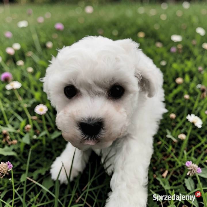 Bichon frise Fci Toszek