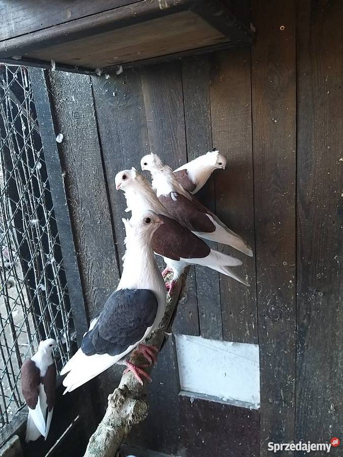 Gołębie Mewki wielkopolskie Oporówko