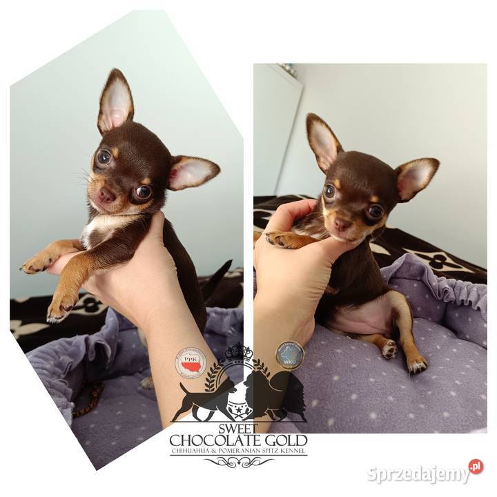 Chihuahua krótkowłosa czekoladowa suczka rodowód Bełchatów