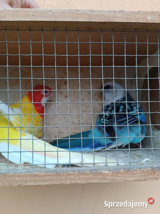 Nierozłączki parę rozella lutino Ptaki Opole sprzedam