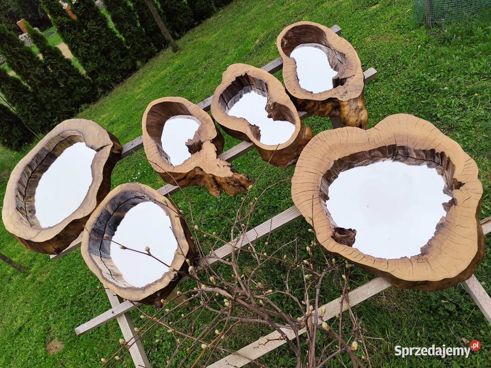 Lustro w pniu drzewa Limanowa