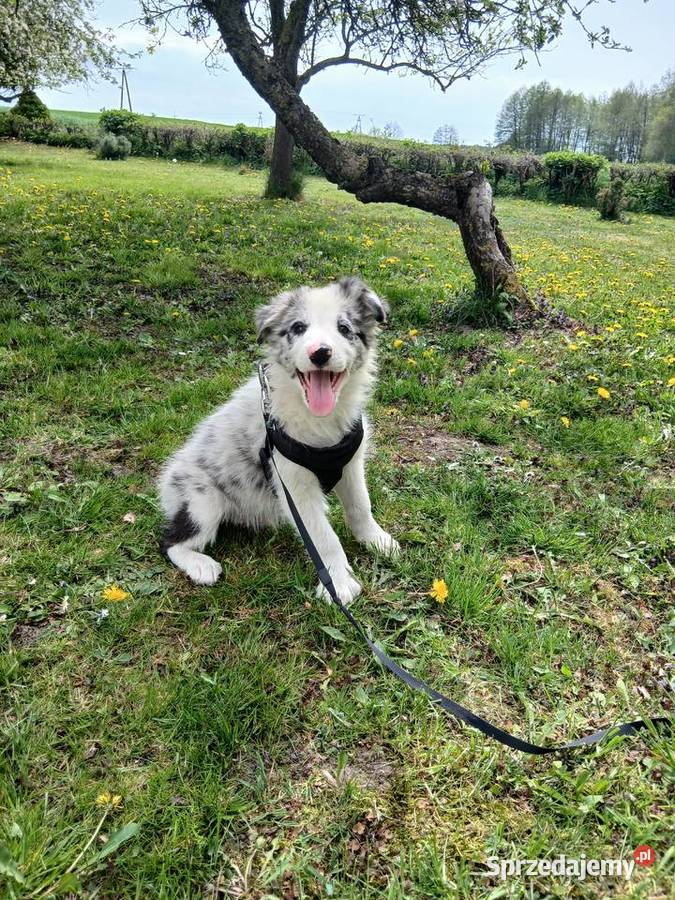 Border collie blue merle Toruń