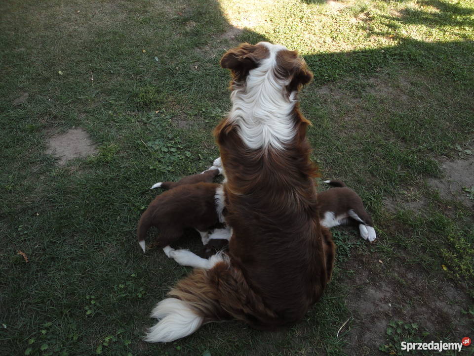 Super Border Collie zachodniopomorskie Szczecin sprzedam