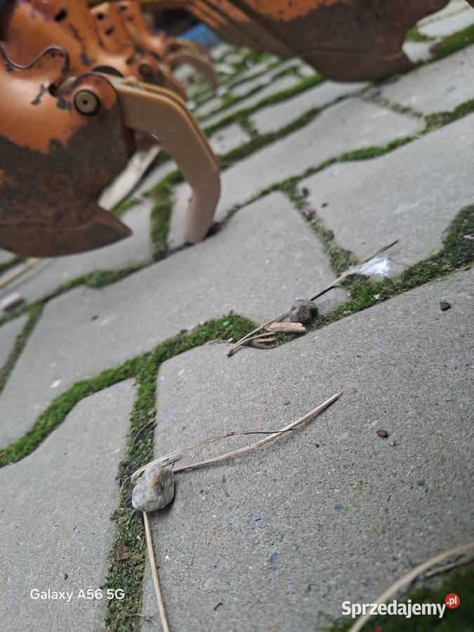 Siewnik Amazone d8 specjal Września