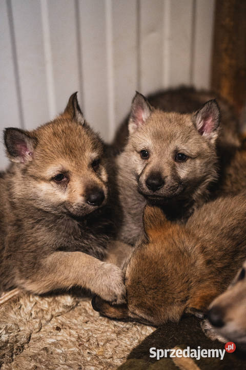 Wilczak czechosłowacki Sprzedam małopolskie Jabłonka sprzedam