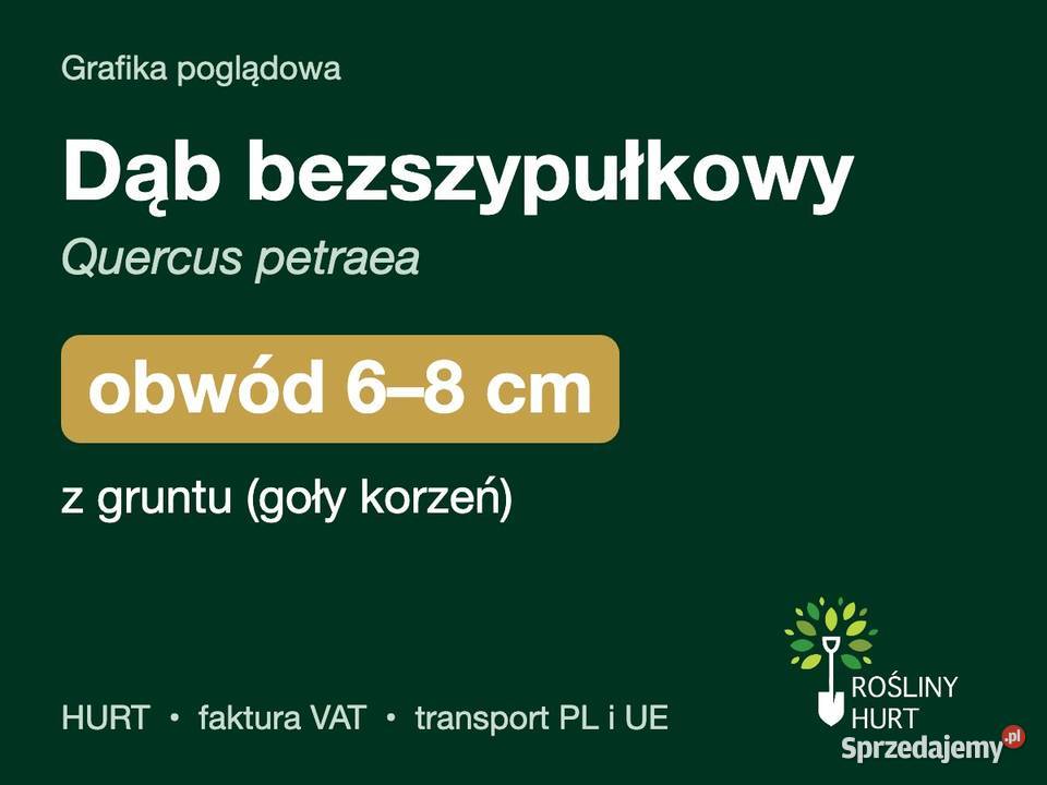 Dąb bezszypułkowy Quercus petraea obwód 68 z Dom i Ogród