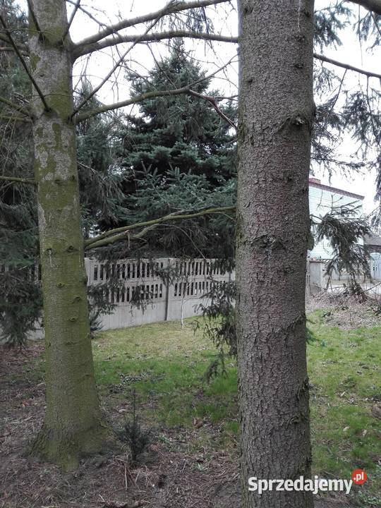 Sprzedam drewno na pniu świerki i sosny Leśnictwo Pęczniew