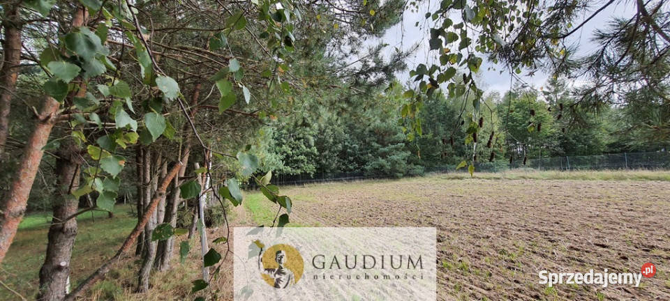 Koteże działka tuż lesie pomorskie