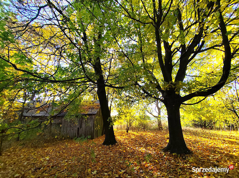 Sprzedam siedlisko w gminie Garbów