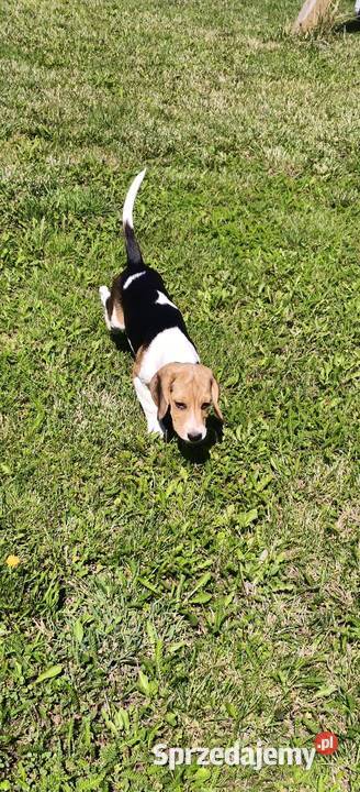 Piesek Beagle tricolor metryka czip wyprawka sprzedam