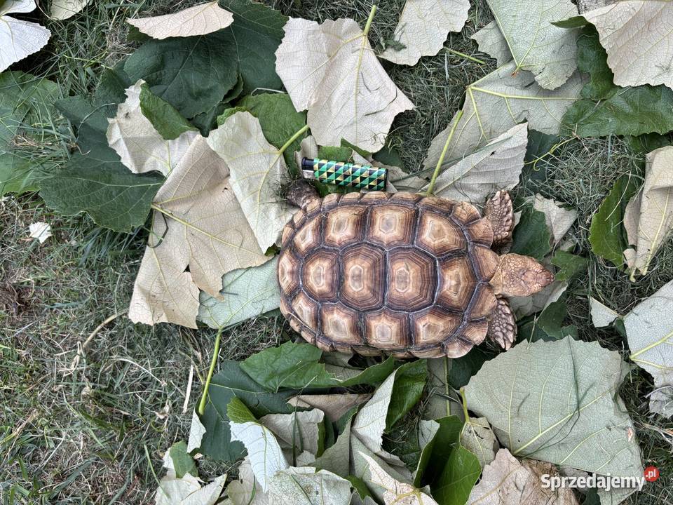 Zółw pustynny żółw lądowy centrochelys sulcata