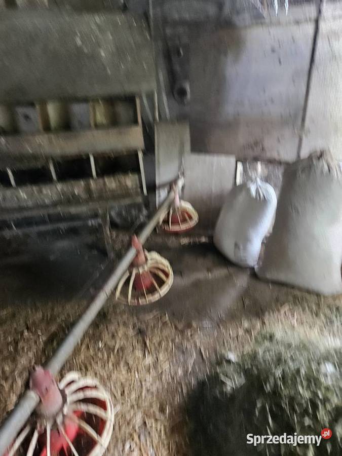 Paszociag karmić kury śląskie