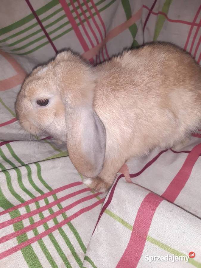 Króliczek mini lop Zwierzęta Radzymin