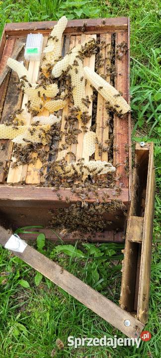 Silne odkłady pszczele na ramce wielkopolskiej mazowieckie Sierpc