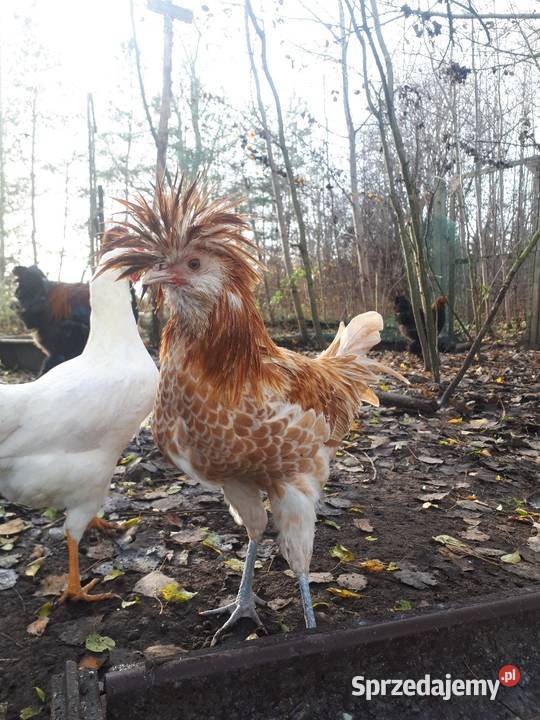 Koguty fawerola łososiowa czubatka wielbłądzia Ostropole