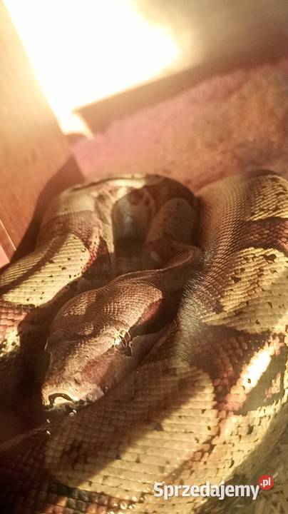 Boa imperator samiecpodrostek