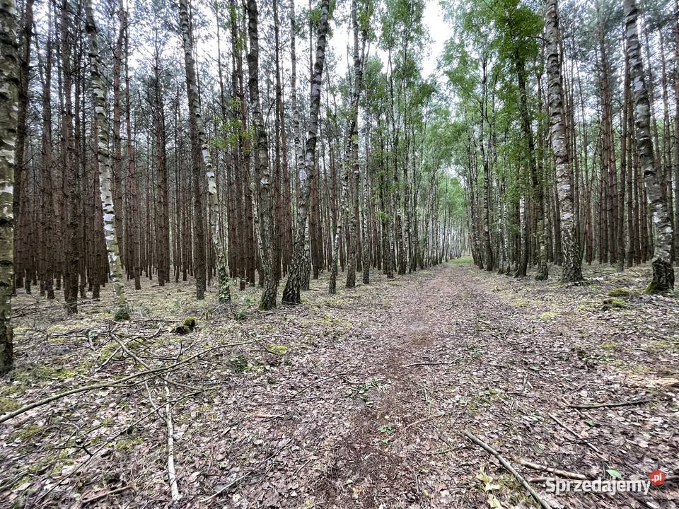 Działka leśna niedaleko jeziora Przytomne mazowieckie Krzywie