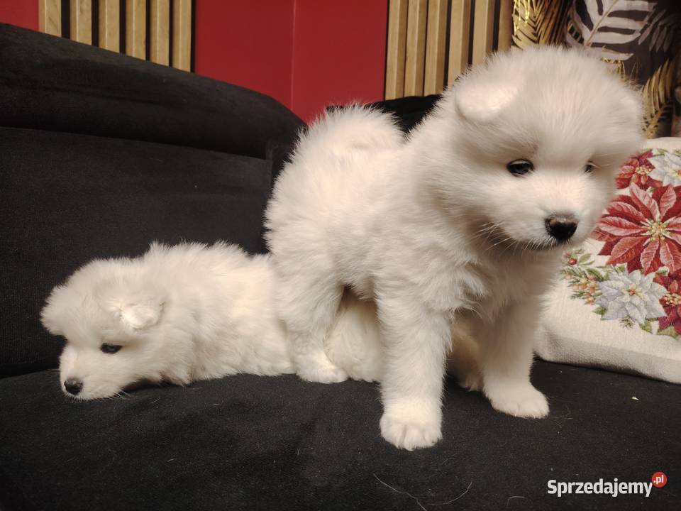 Samojed Samoyed suczka małopolskie Nowa Wieś