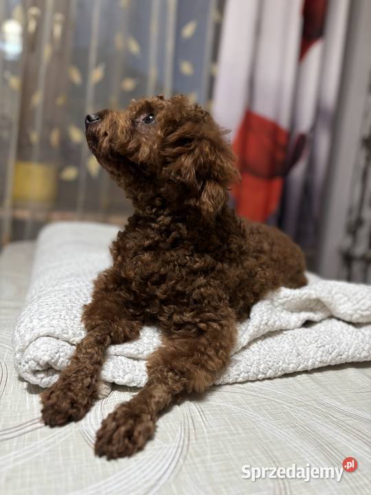 Pudel Toy red brown piesek czeka na partnerki sprzedam