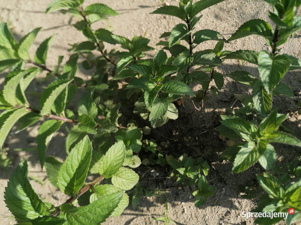 Mięta ogrodowa dojrzała roślinaZioło wieloletnie