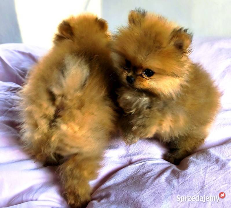 Pomeranian szpic miniaturowy Łódź