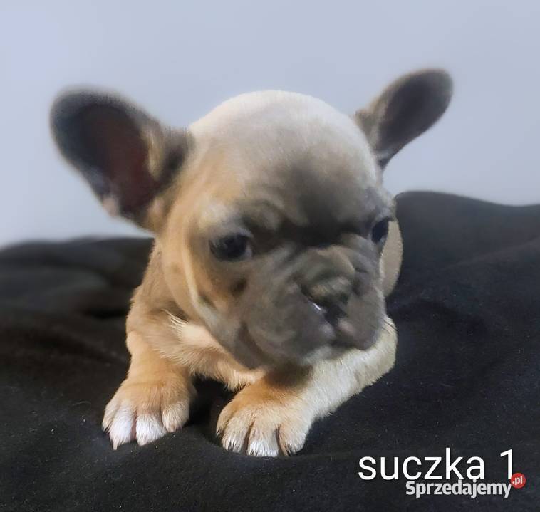 Buldog francuski pieseki i suczki blue Psy Mycielin sprzedam
