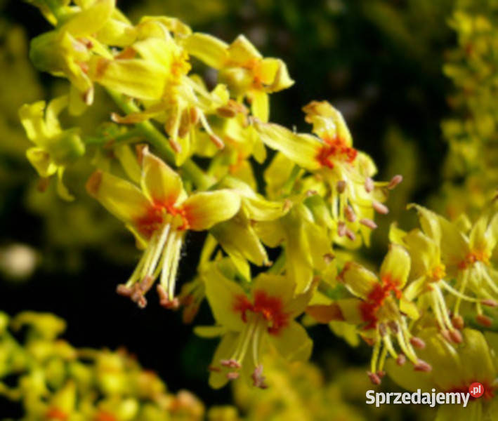 MYDLENIEC WIECHOWATY Koelreuteria paniculata